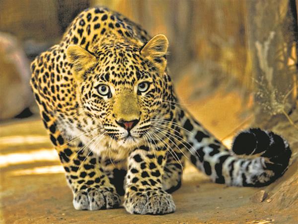 Western Ghat Leopard