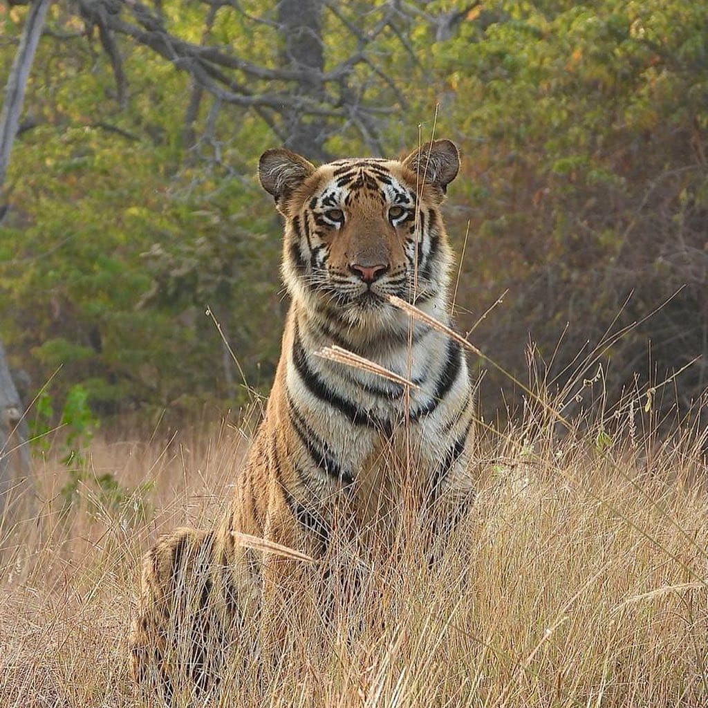 Western Ghat Tiger